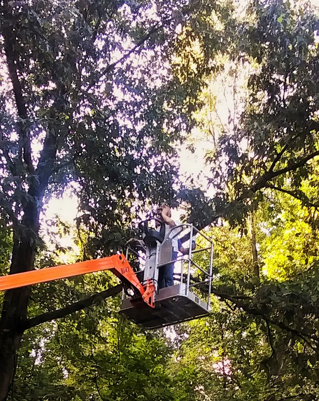 AAA Tree Service Image
