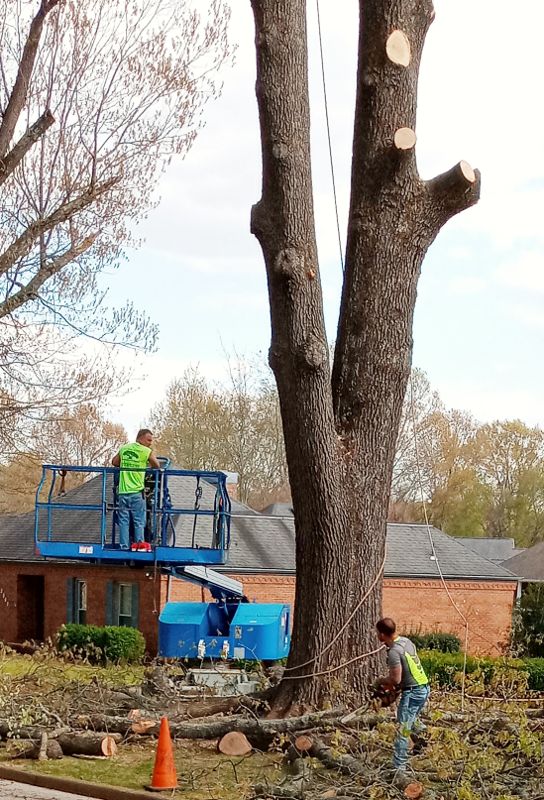 AAA Tree Service Image