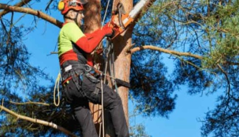 Tree Service Santa Cruz Image