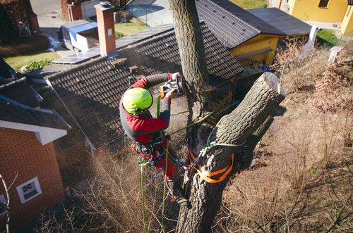 ADM Tree Services & Landscaping Image