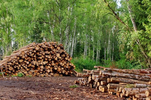 ADM Tree Services & Landscaping Image