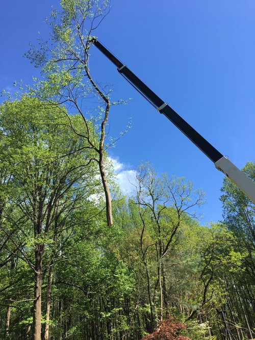 ADM Tree Services & Landscaping Image