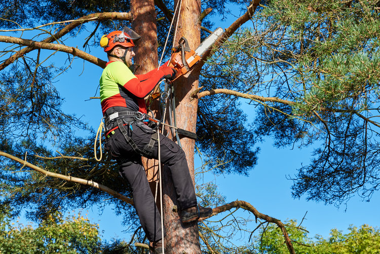 ADM Tree Services & Landscaping Image