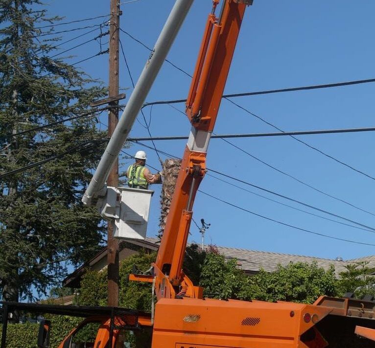 Wheaton Tree Removal Image