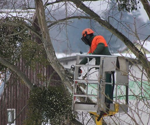 Wheaton Tree Removal Image