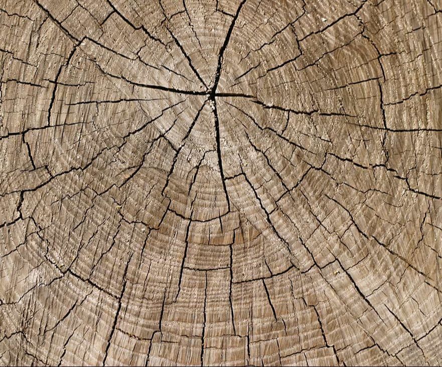 Wheaton Tree Removal Image