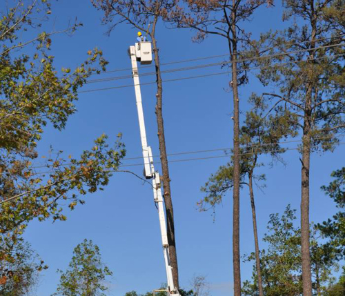 Lexington Tree Cutting & Trimming Services Image