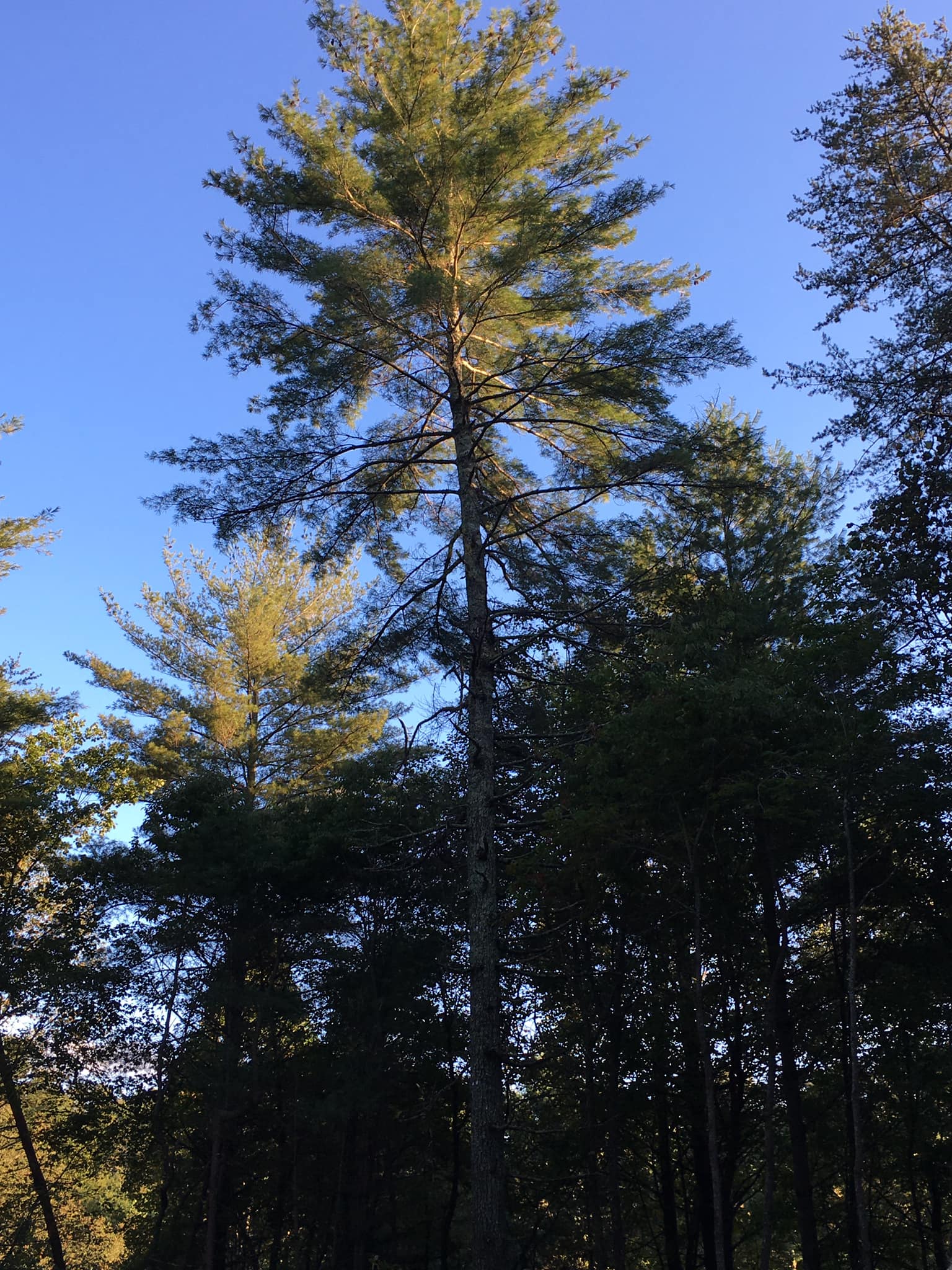 3 Brothers Tree Services LLC Image