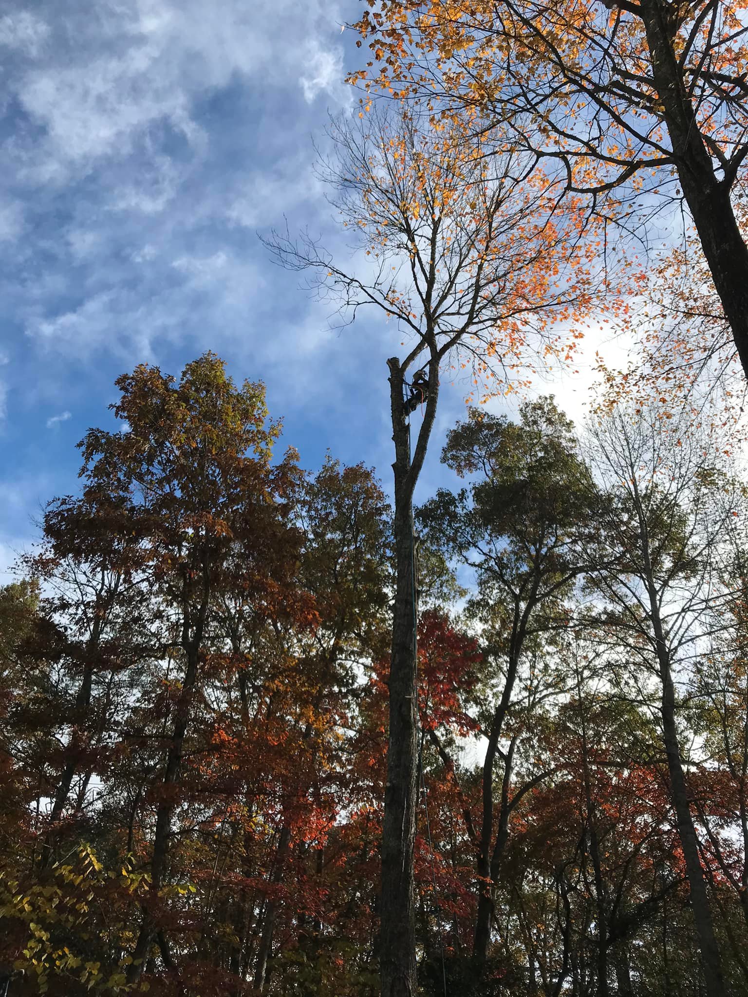 3 Brothers Tree Services LLC Image
