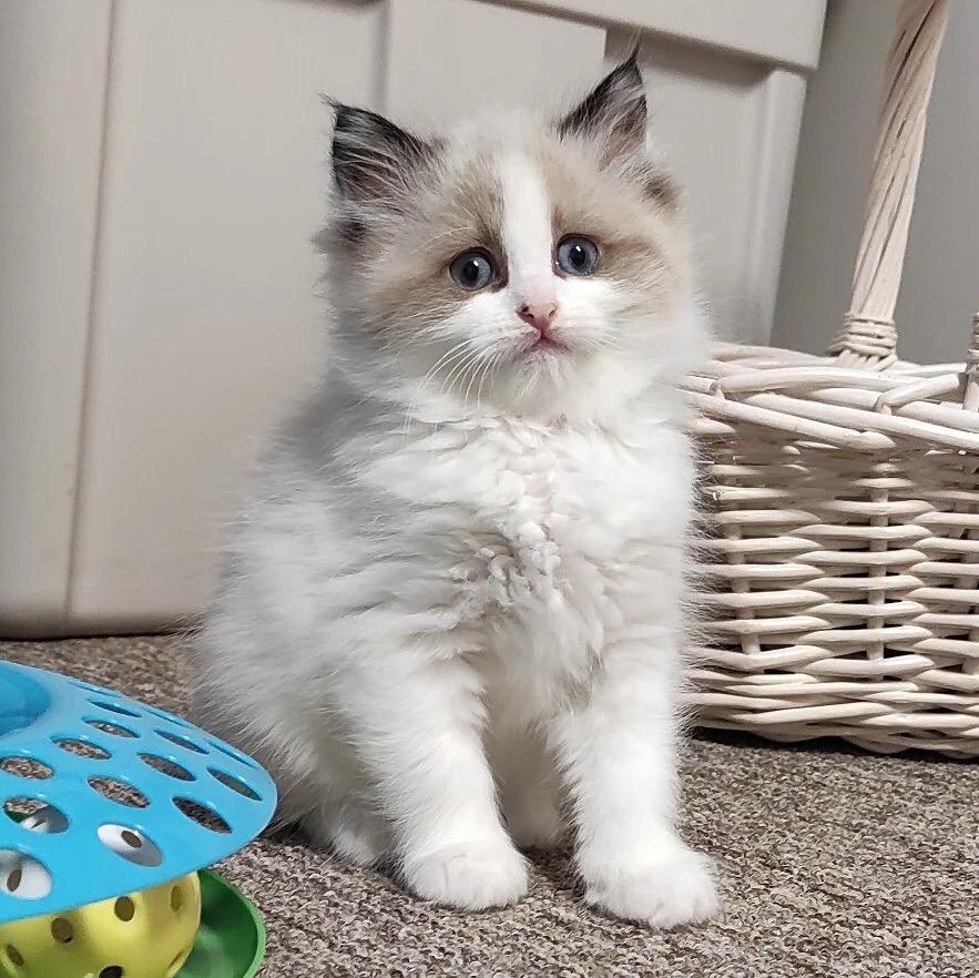 ragdoll kitten for sale Image