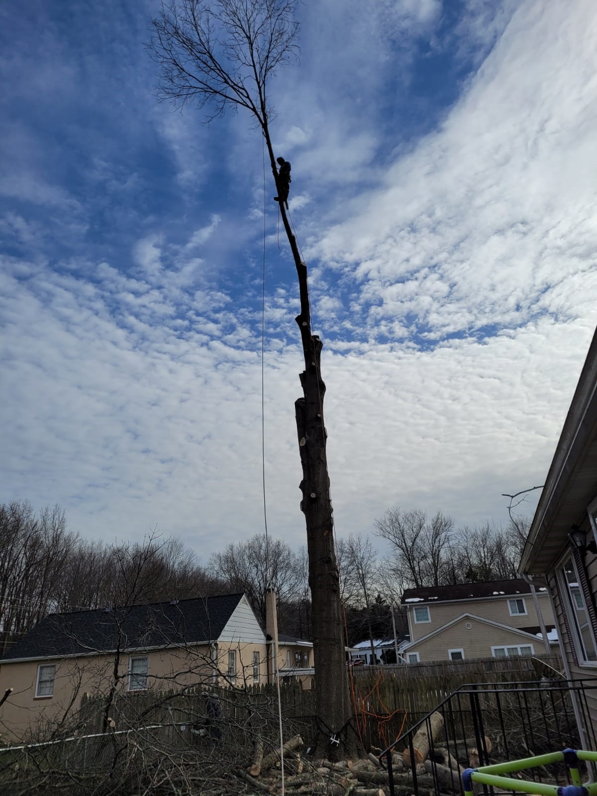 Morales Tree Service Image