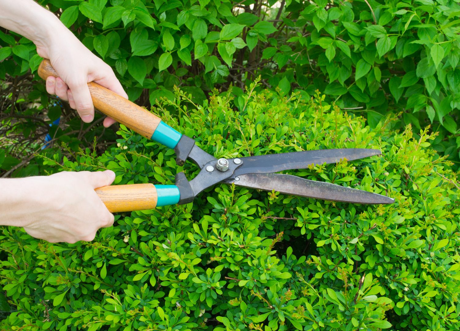 Richardson Tree Service Image