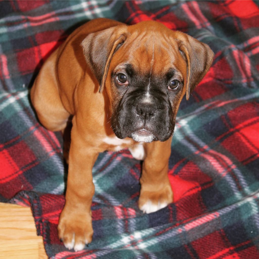boxer home Image