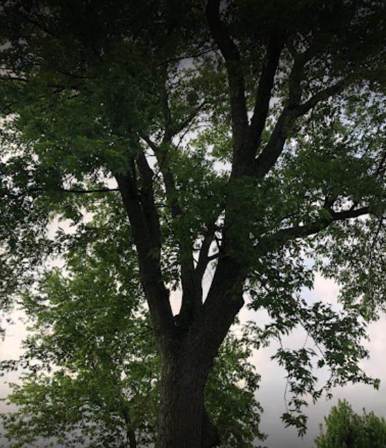 Tree Service Waco Texas Image