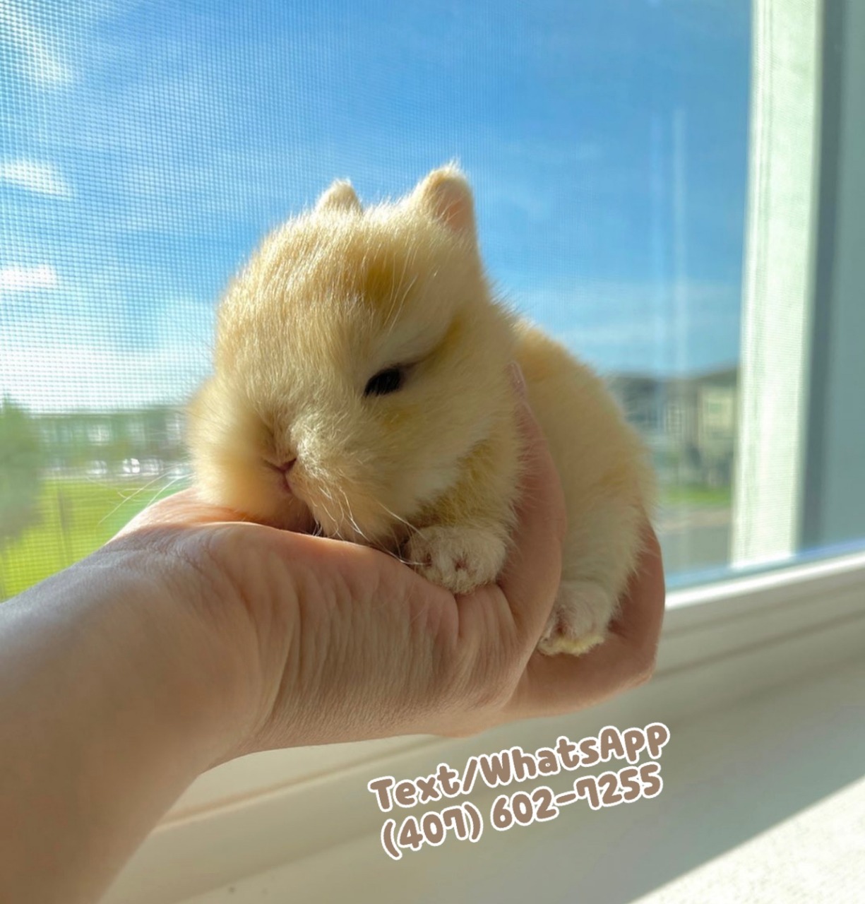 Fluffy Bunny Orlando Logo