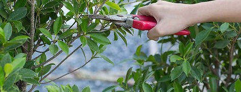 All About Trees LLC Image