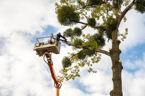 Troy Tree Service Image