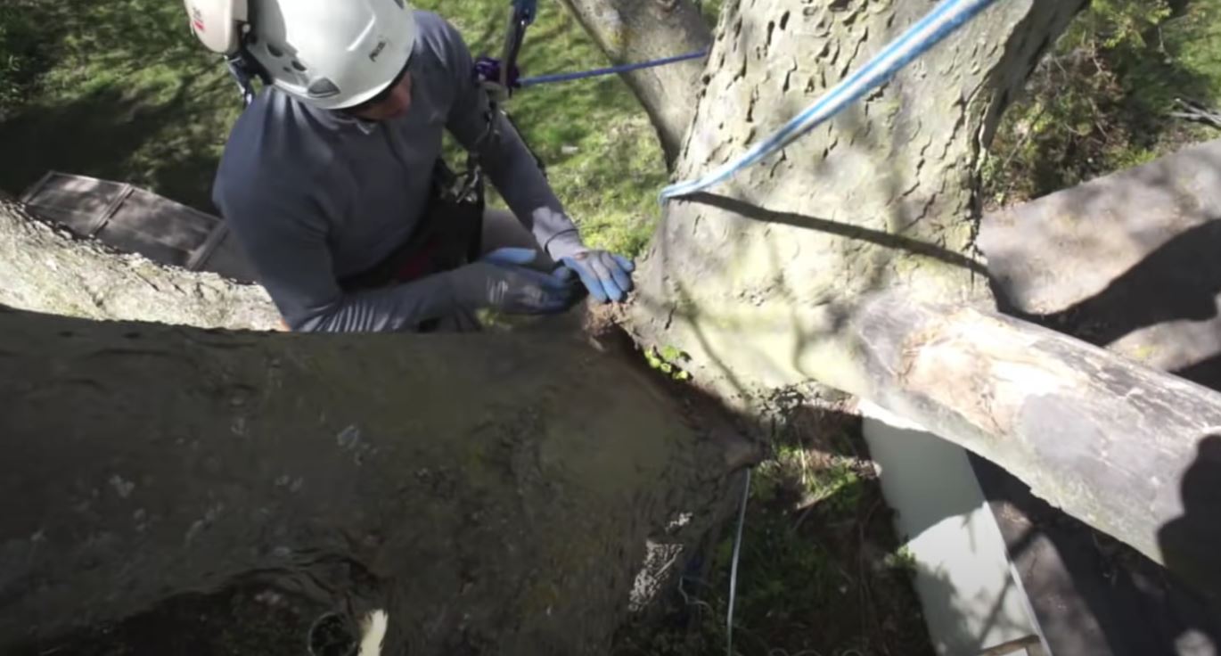 Santa Monica Tree Service, Tree Trimming Image