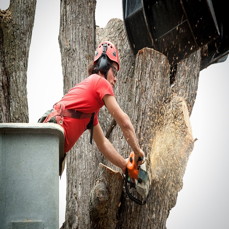 Surf City Tree Service Image