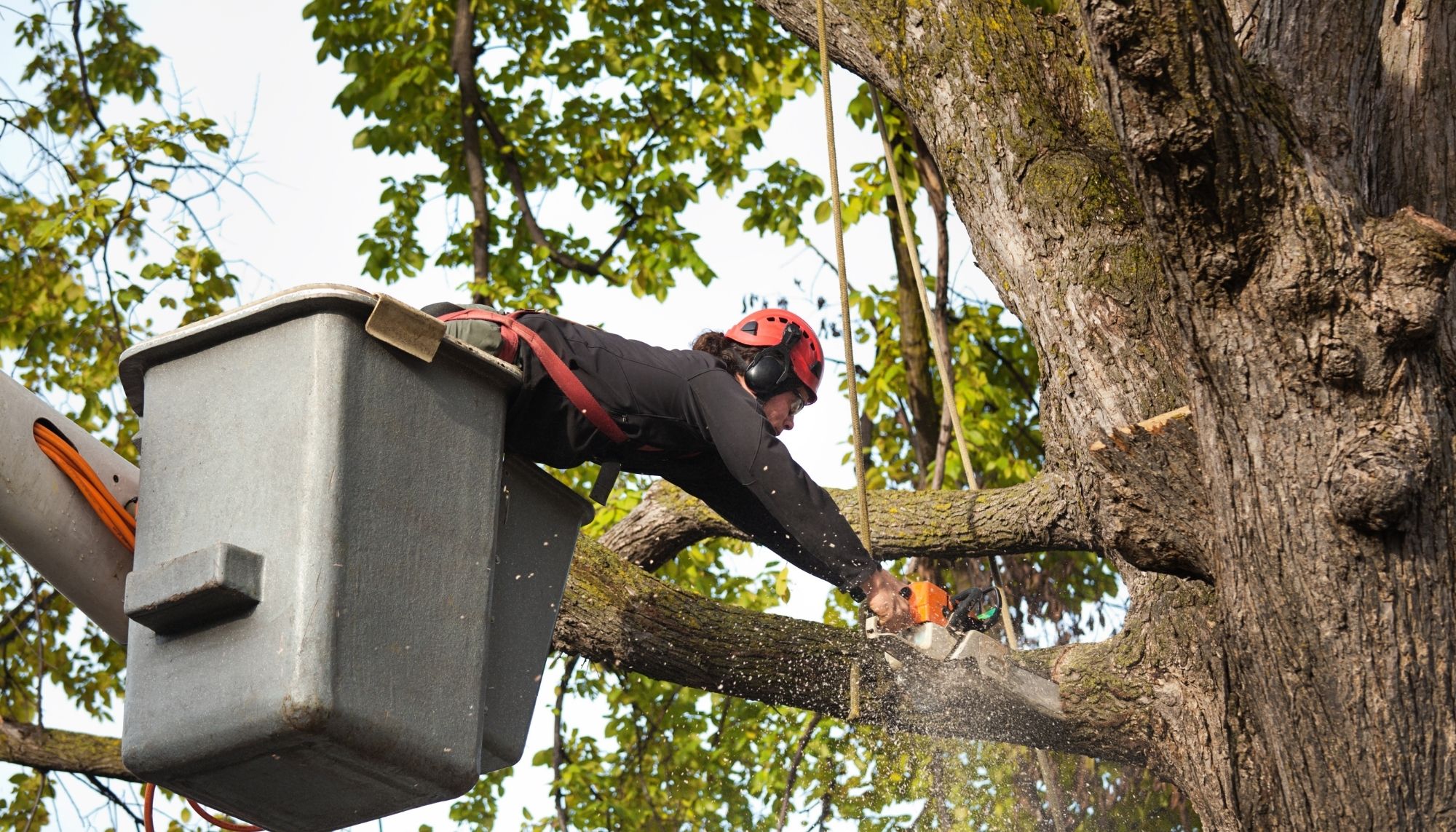 Fairground Tree Service Image