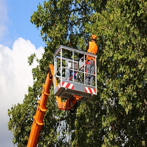 Marquand Park Tree Removal Experts Image
