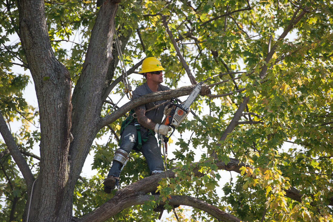 Beaumont Tree Trimming and Removal Image