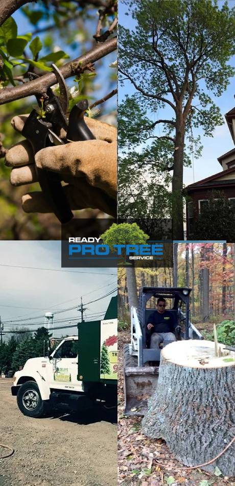 Ready Pro Tree Service Cherry Hill Image