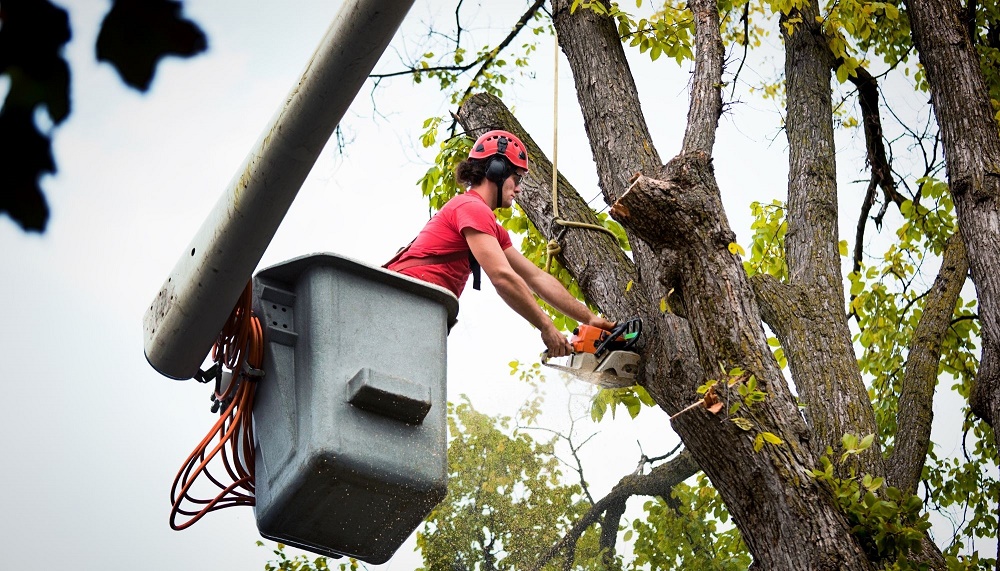 Athens of Missouri Tree Service Image
