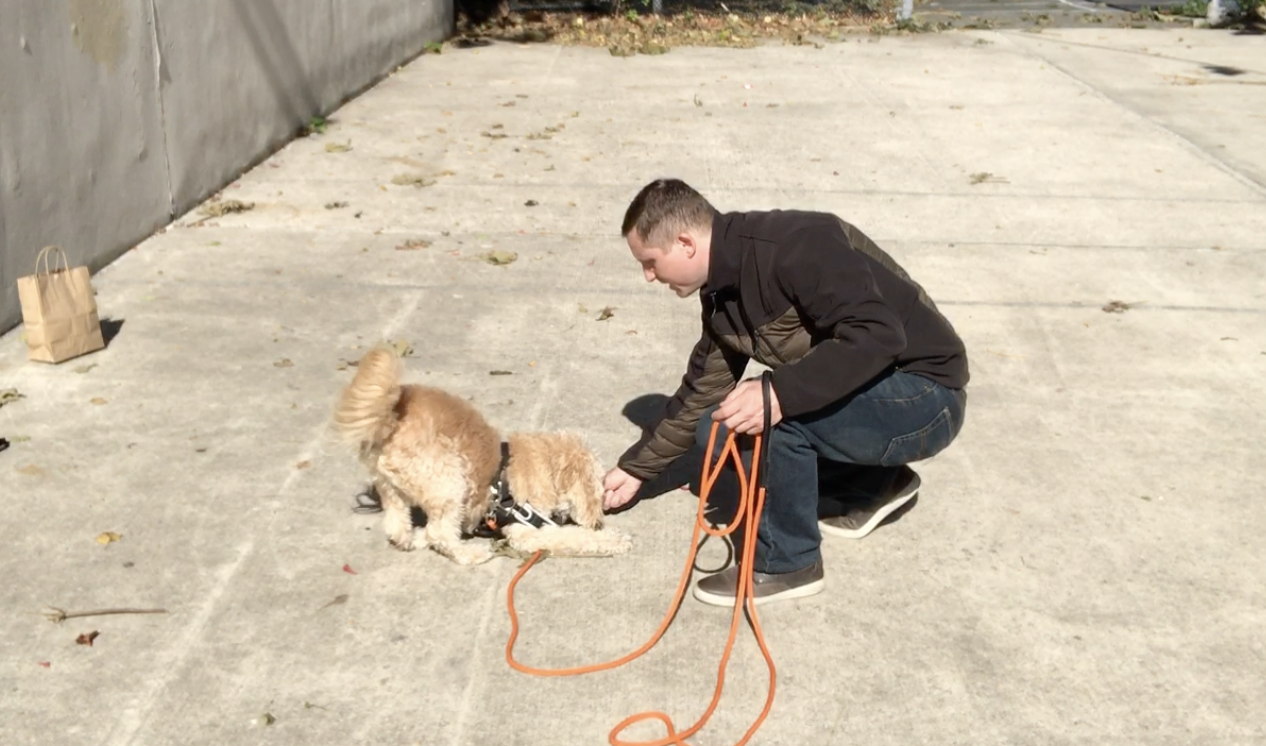 Mike Preis Dog Training Image