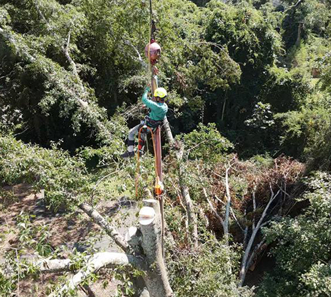 Gonzalez Tree Experts Logo