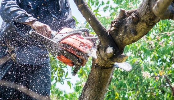 Tree Pros Topeka Logo