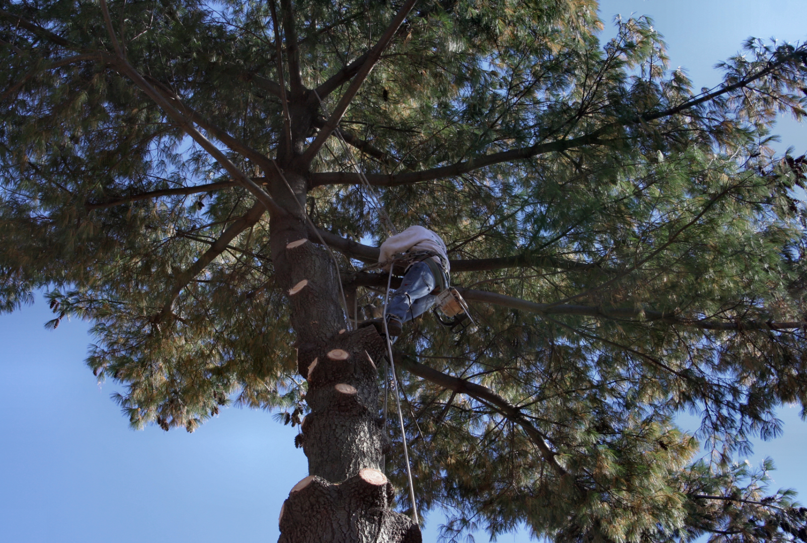 STR Tree Service Image