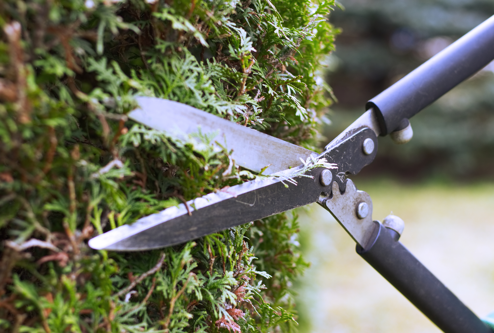 STR Tree Service Image