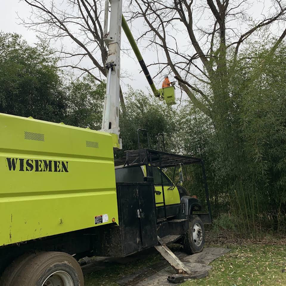 The Tree Wise Men Tree Service Image