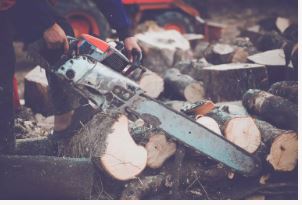 Tree Service Burlington NC Image