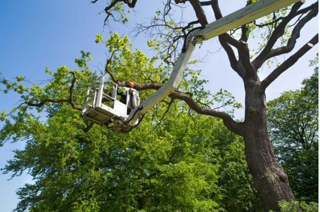 Tree Service Burlington NC Image