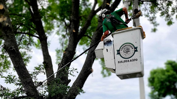 TreeHugger Complete Tree Care Image