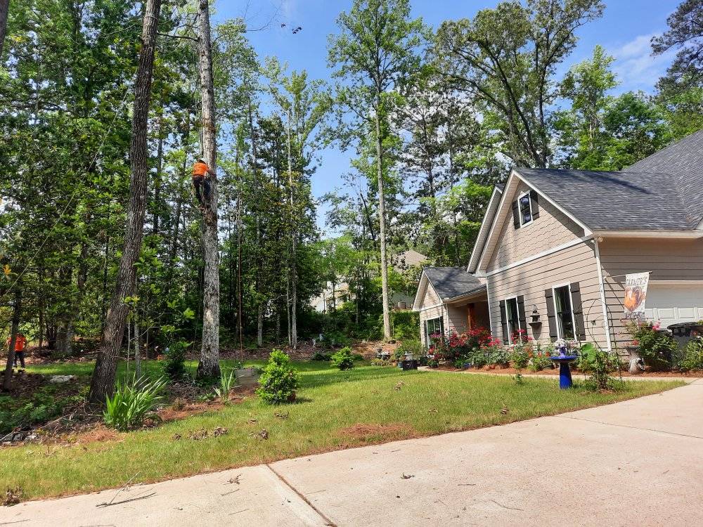 Samayoa Tree Services LLC Image