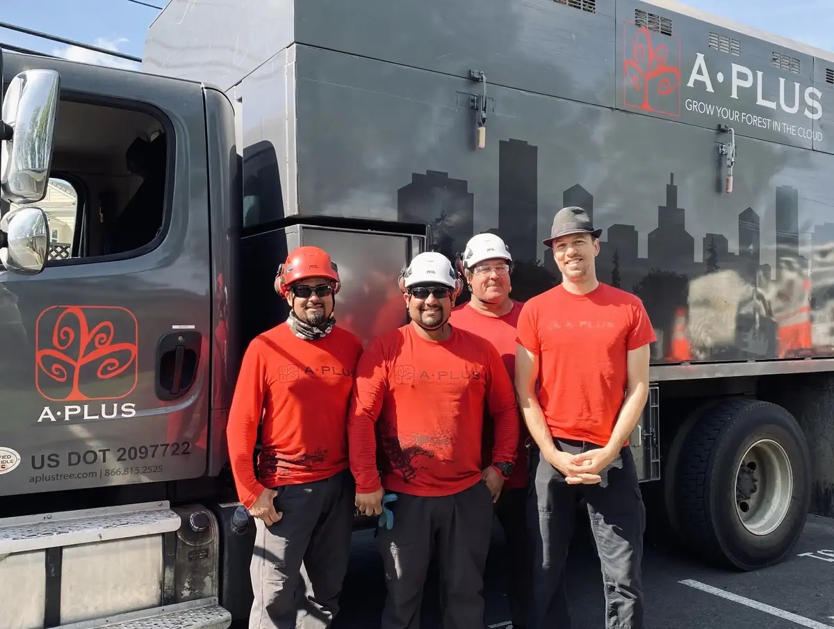 A Plus Tree, LLC Image