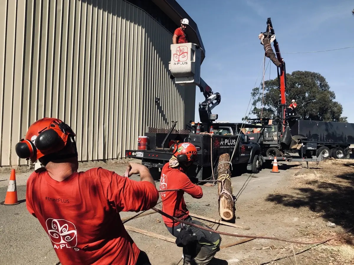 A Plus Tree, LLC Image