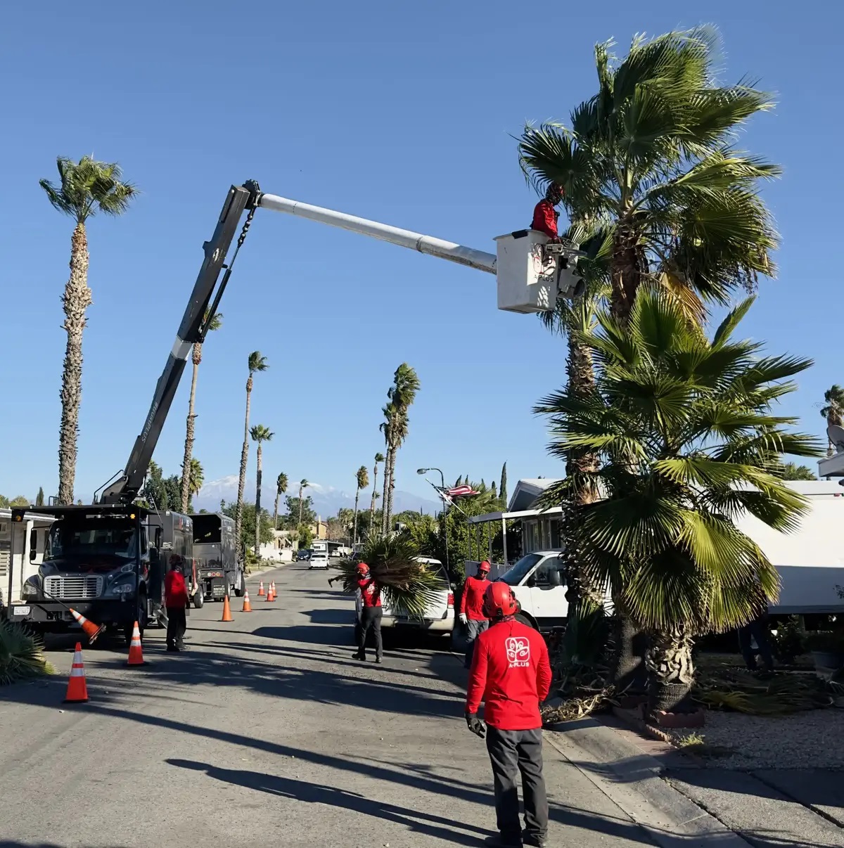 A Plus Tree, LLC Image