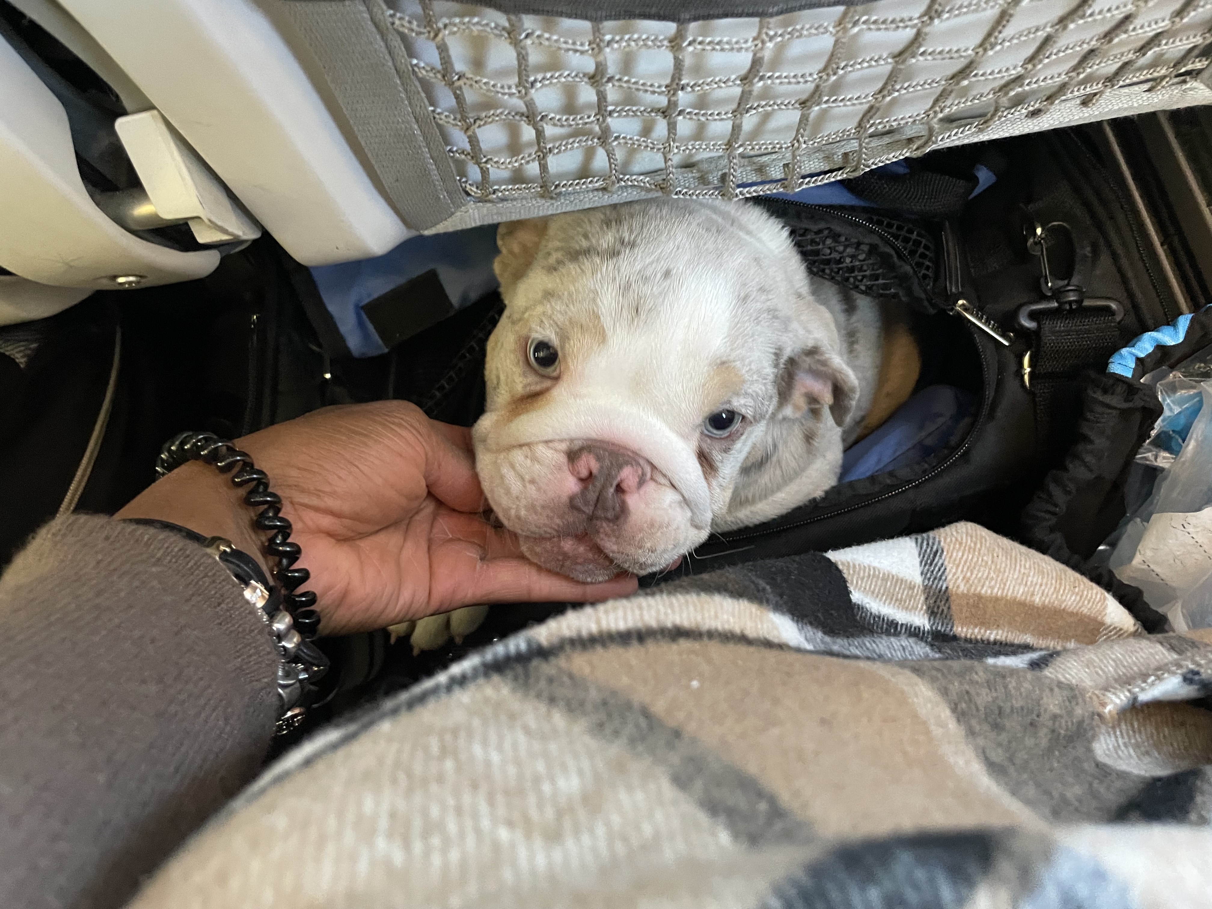 ASAP Pet Transport Image