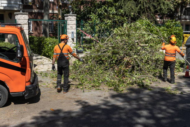Santee Tree Service Logo