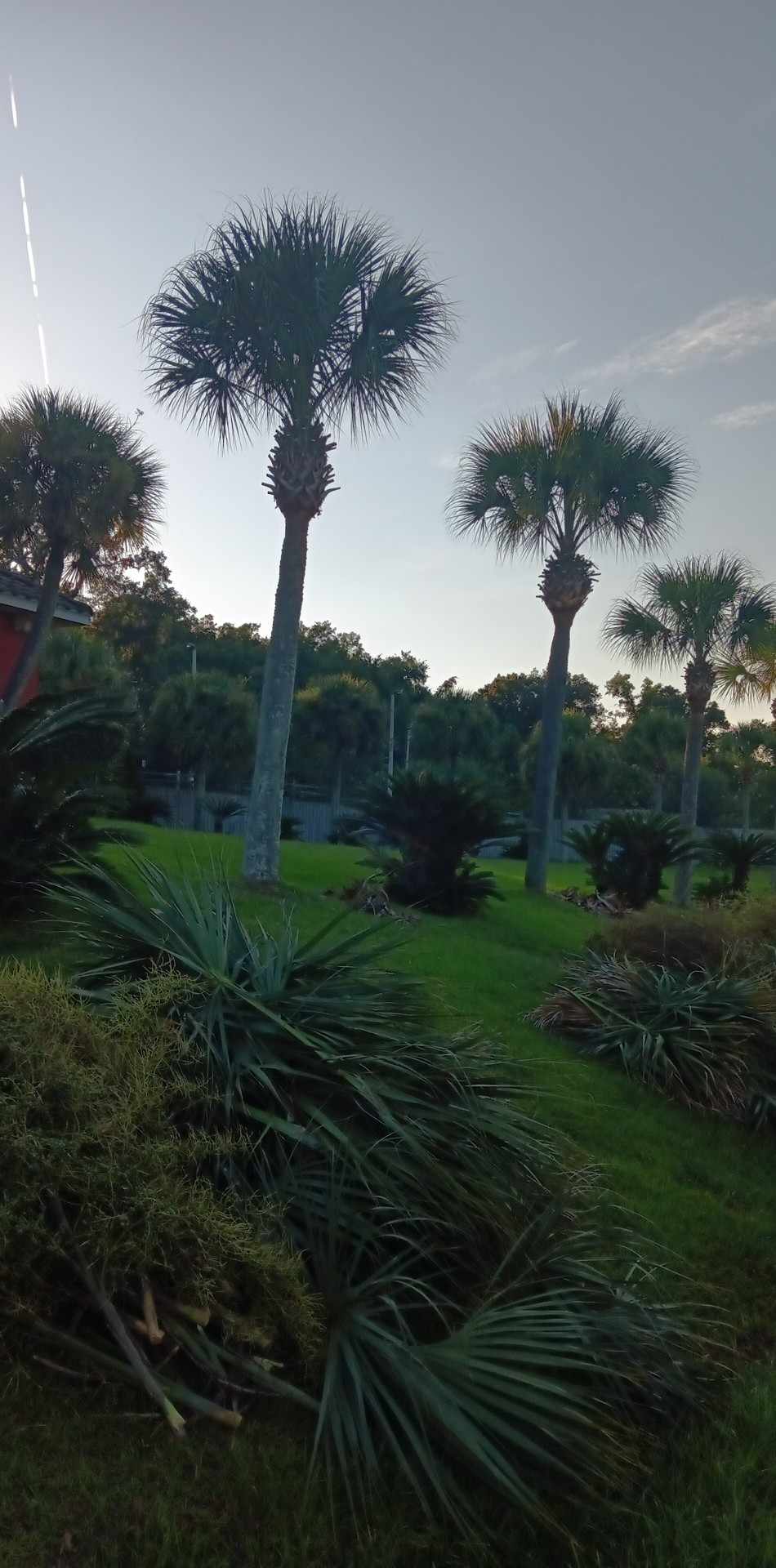Gulf Palm Tree Pruning and Maintenance Co Image