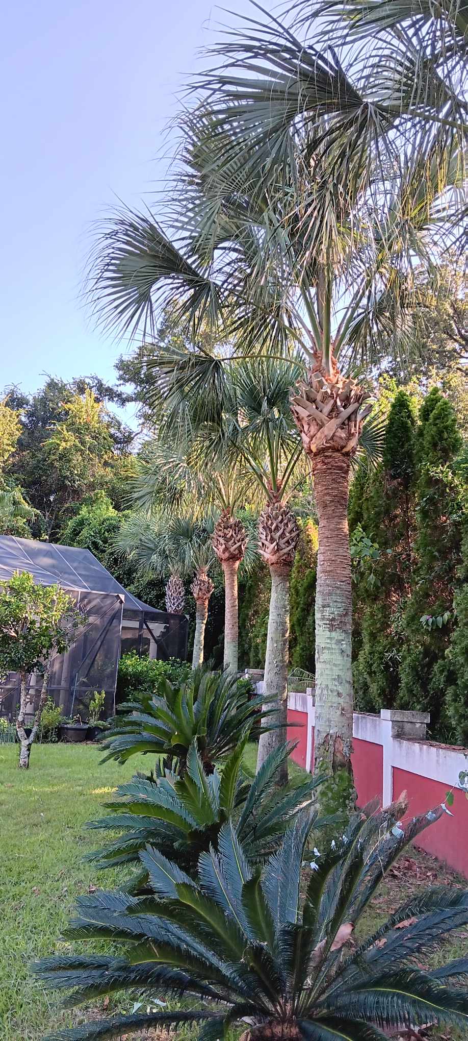 Gulf Palm Tree Pruning and Maintenance Co Image