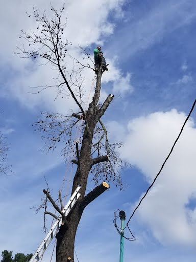 JM Tree Services Image
