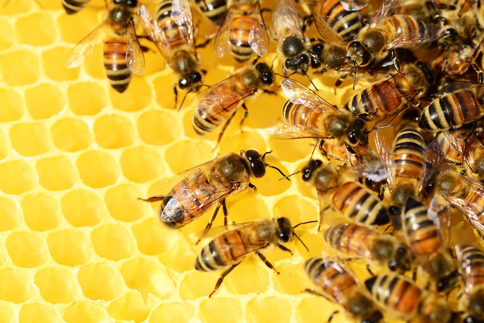 Specialized Pest Control Image