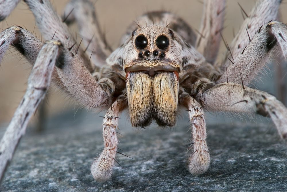 Specialized Pest Control Image