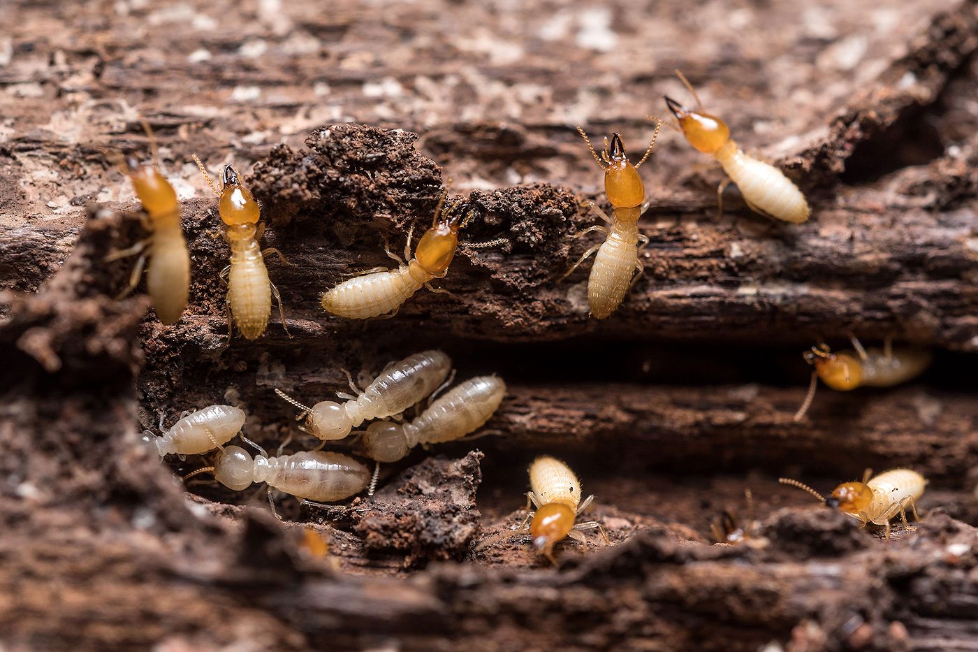 Specialized Pest Control Image