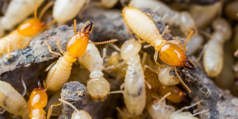 Specialized Pest Control Image